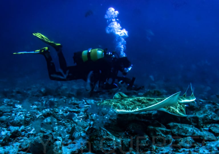 Requin ange - Lanzarote - CANARIES