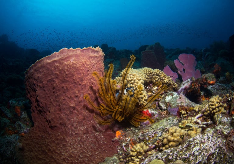 St Pierre - MARTINIQUE