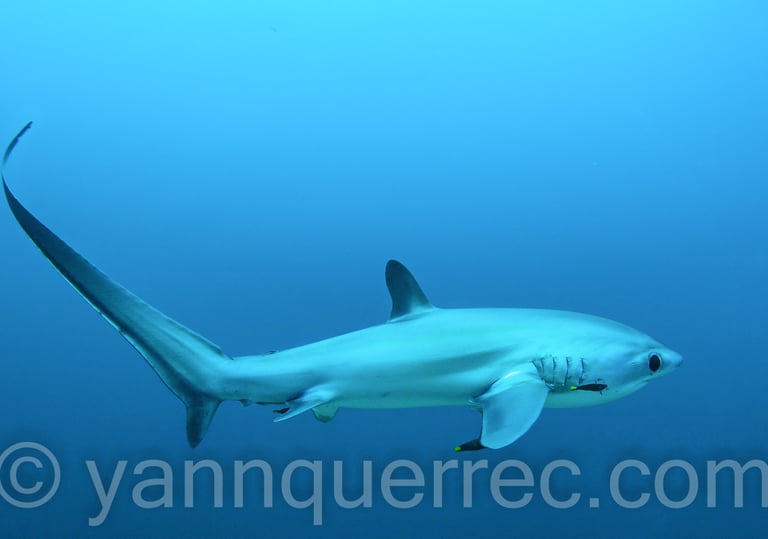 Malapascua - PHILIPPINES