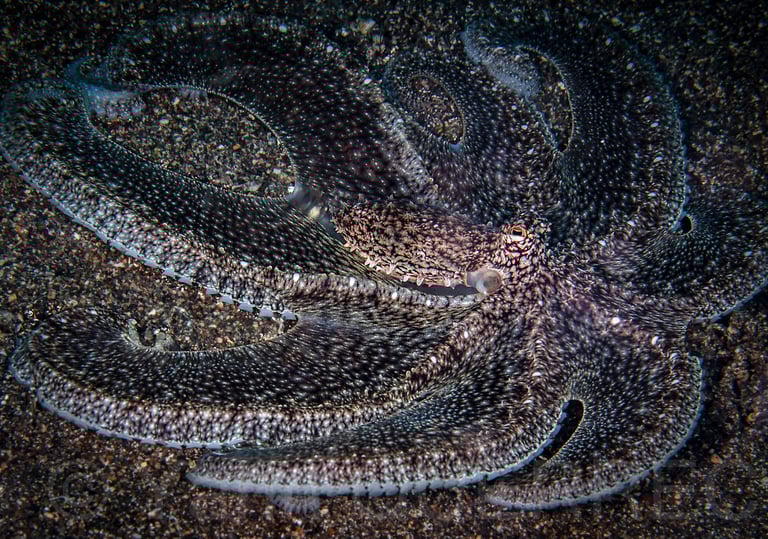 Anilao - PHILLIPINES