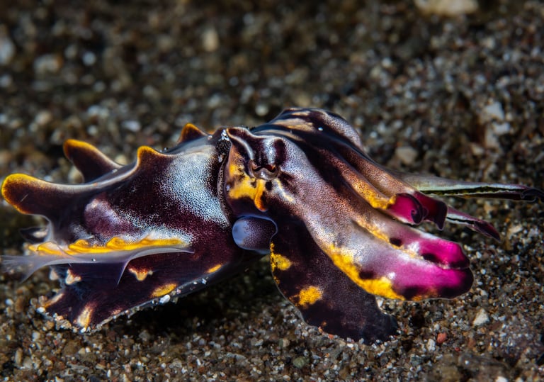 Anilao - PHILLIPINES