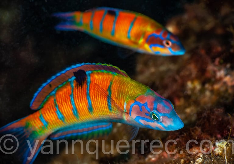 Girelles paons femelles (ou phase mâle initiale)