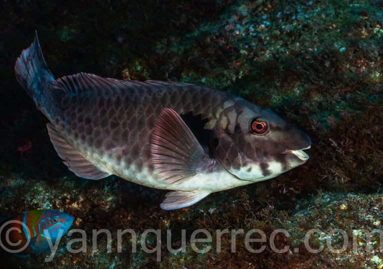 Poisson-perroquet européen mâle