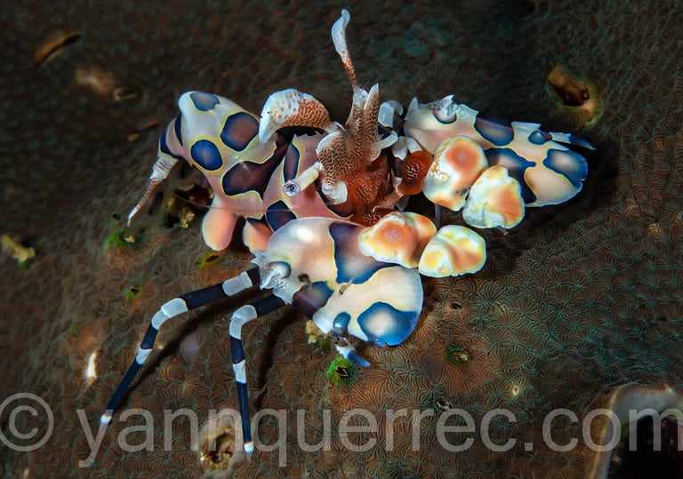 Moalboal - PHILIPPINES