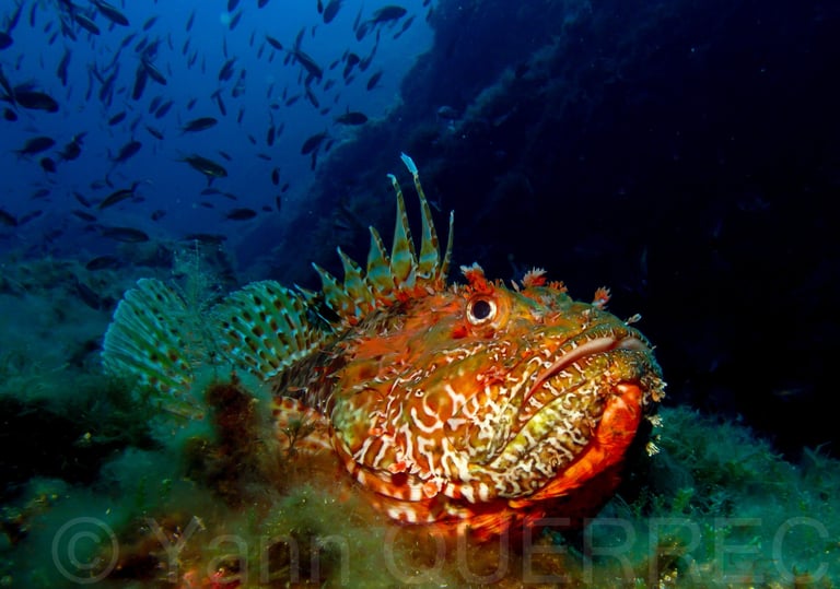 Chapon - Port Cros - FRANCE