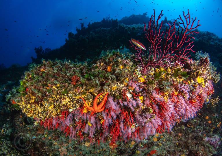 Pierre à corail rouge - Marseille - FRANCE