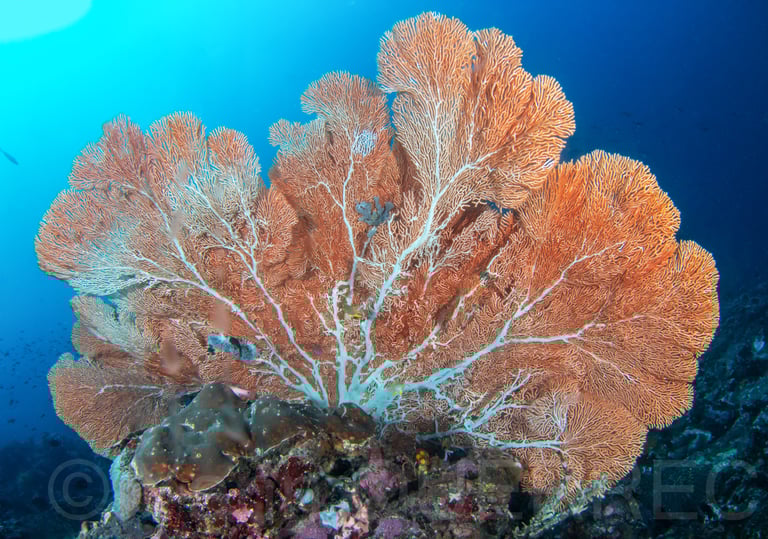 Isla verde - PHILLIPINES