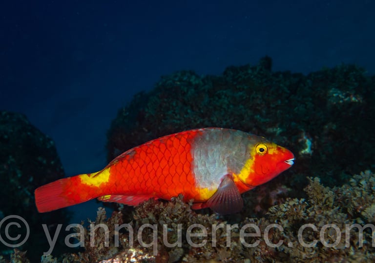 Poisson-perroquet européen femelle