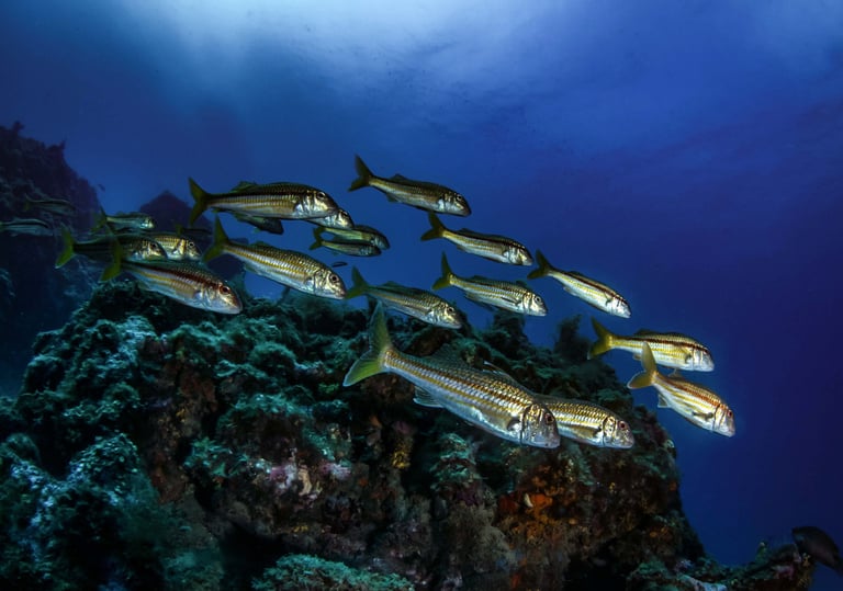 Banc de rouget - Fréjus - FRANCE