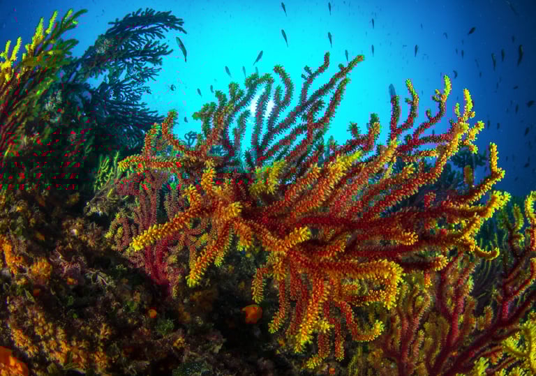 Massif à gorgones - Llafranc - ESPAGNE