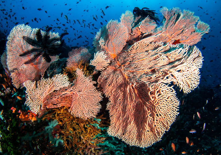Isla verde - PHILLIPINES