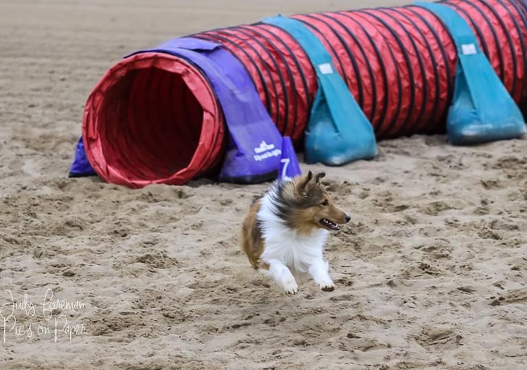 Sheltie Agility, Dante at Speedway First in Nebraska UNL Arena Pitstop