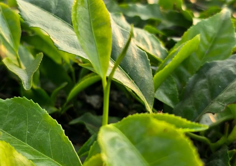 Bir Global™ Group Export