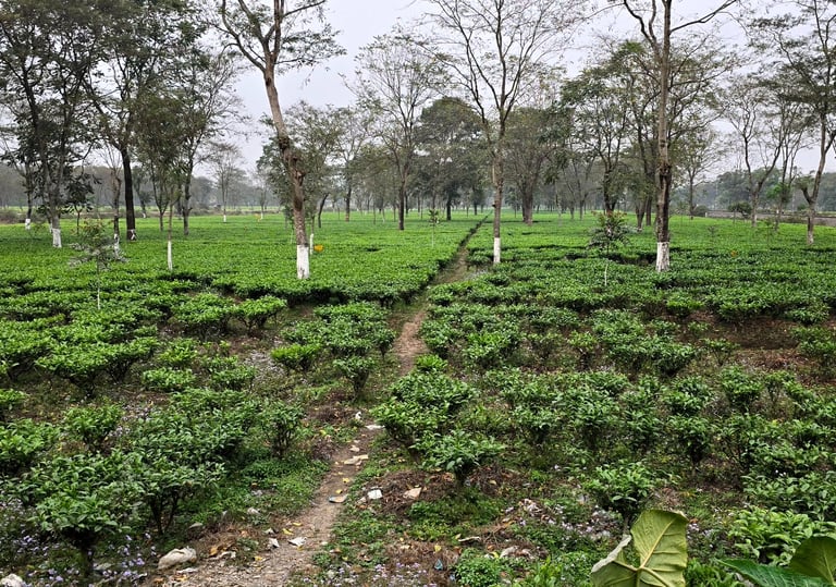 Bir Global™ Group Export