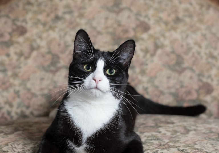 Black and white cat with a pink nose