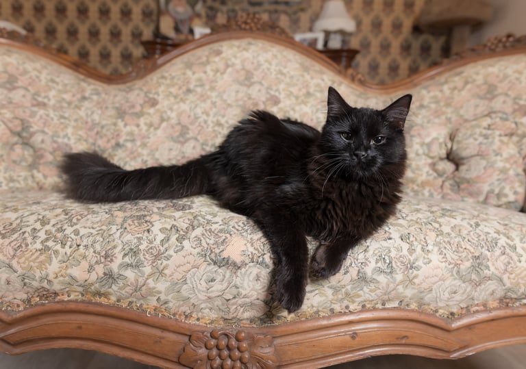 A black long-haired cat