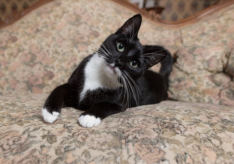 Black and white cat with a tilted head