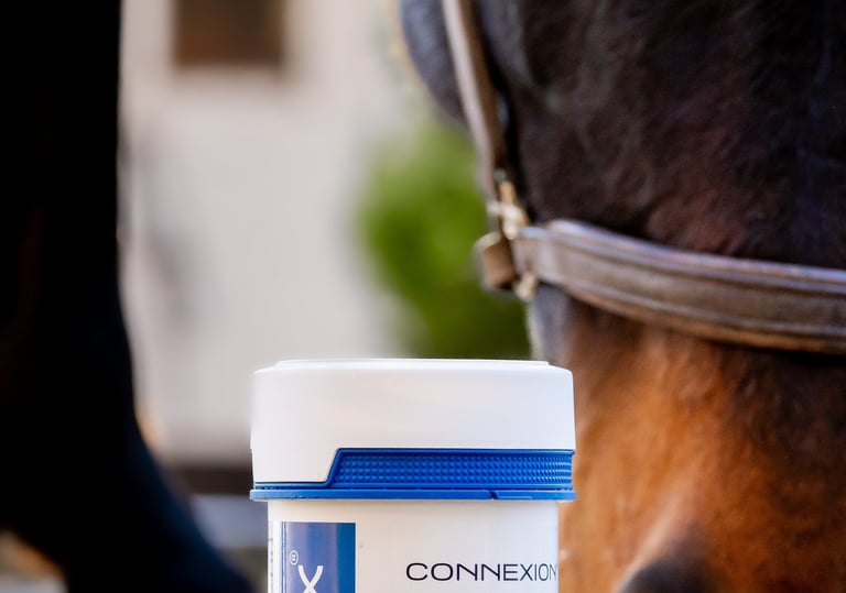 a horse with a tub of connexion horse tendon supplement