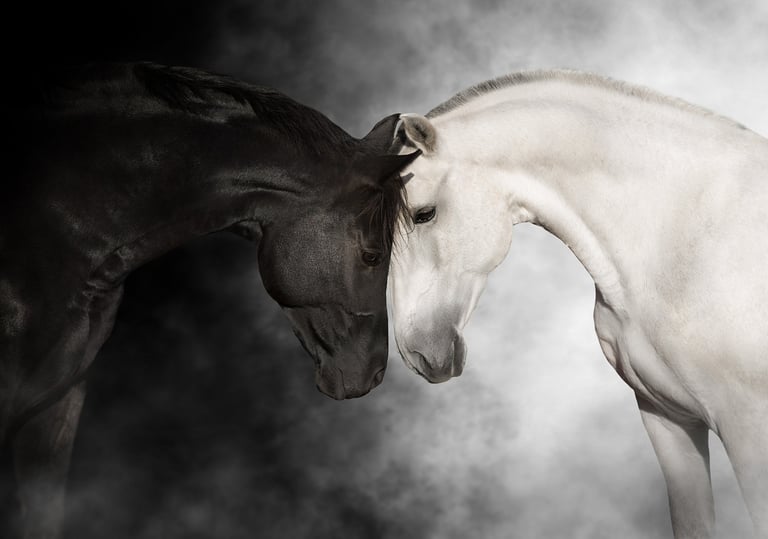 a horse and a horse are shown in this image