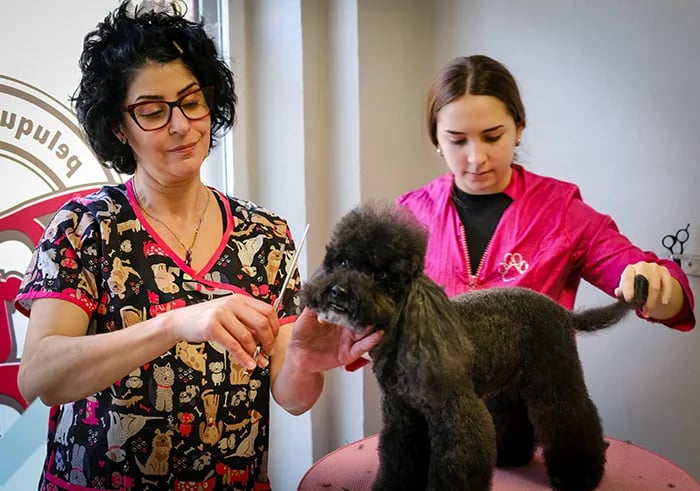 Alumna aprendiendo a cortar el pelo a un caniche en el curso de peluquería canina de Madrid