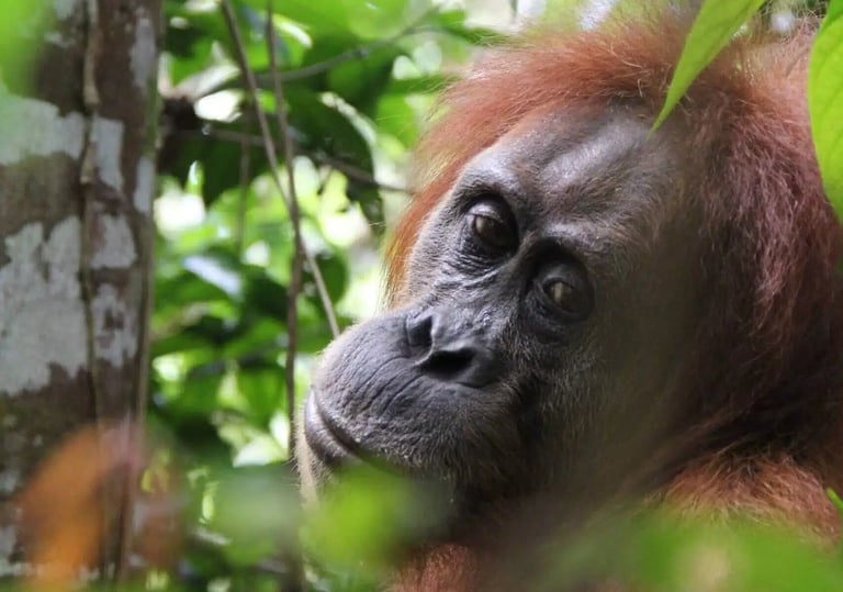 Bukit lawang tour packages from 3 to 6 days