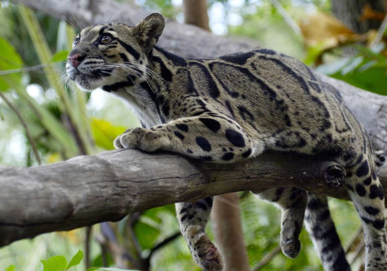 Bukit lawang tour packages from 3 to 6 days