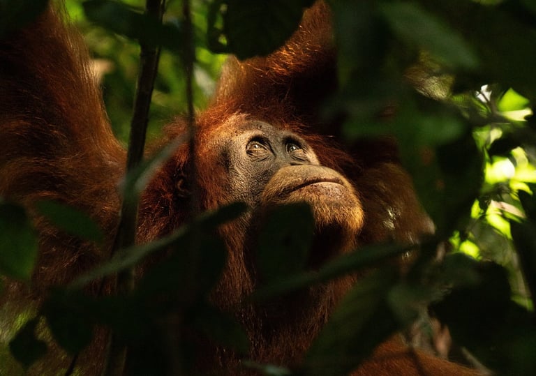 Bukit Lawang Trekking