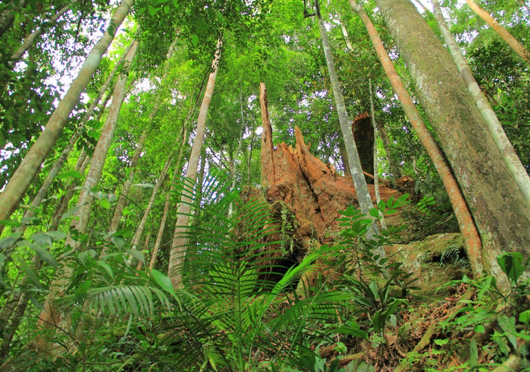 Bukit Lawang Trekking 