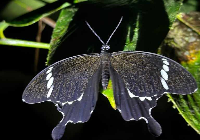 Bukit Lawang Trekking