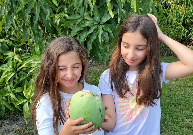 Two girls standing at Luro Grove, holding a large 'Venus' mango in front of a mango tree.