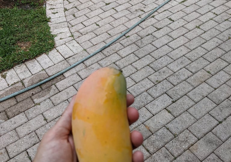 A hand holding a large, ripe yellow 'Maha Chanok' mango grown in Miami-Dade County, FL.