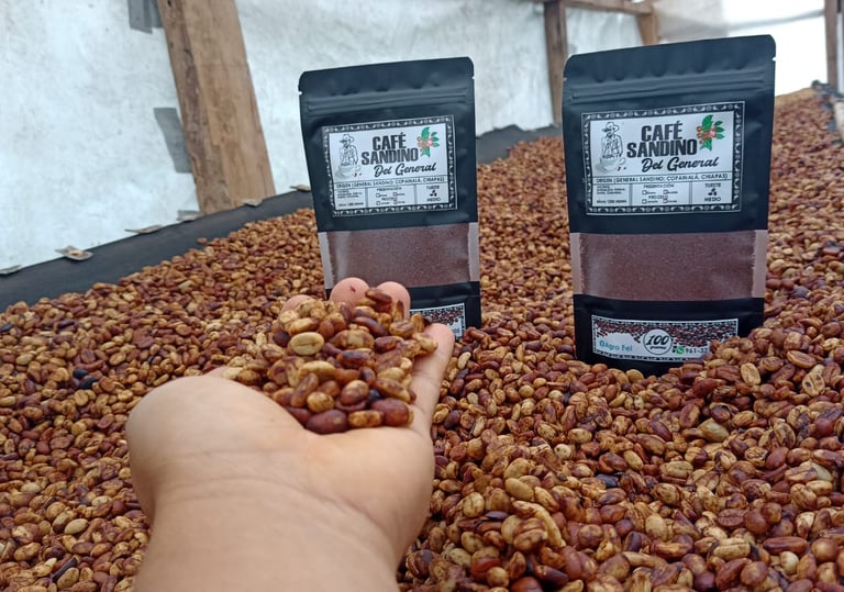 Mano sosteniendo granos de café verde Café Sandino, cultivados en Chiapas, México, durante el proces