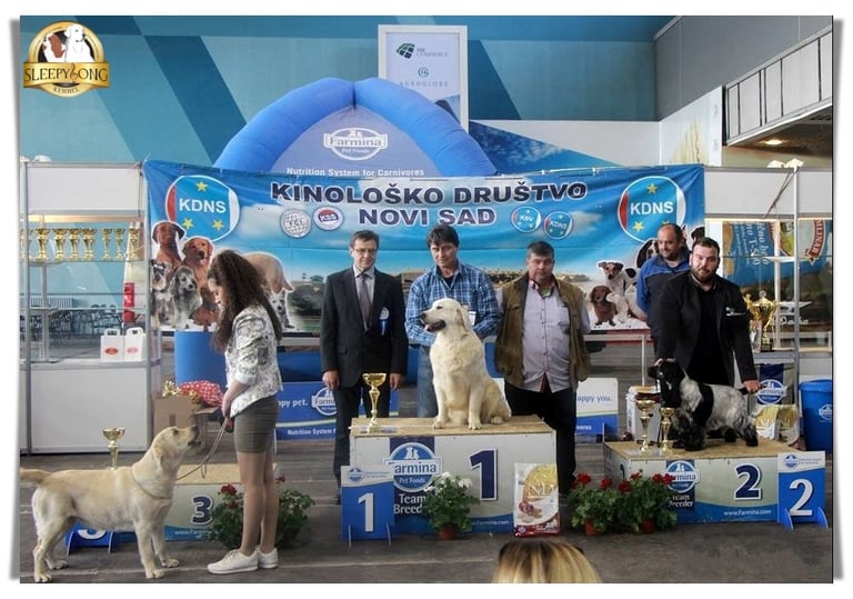 Always winning and proud breeding. Sleepysong Kennel.