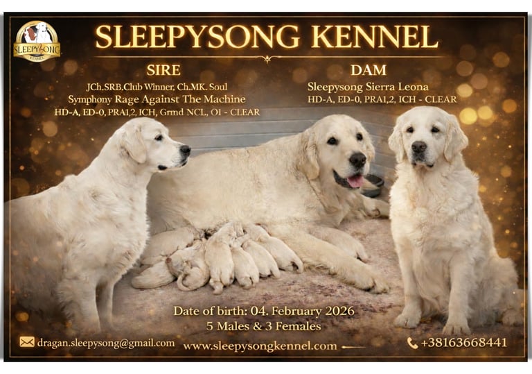New litter in Sleepysong Kennel 2026. Stud is from Soul Simphony kennel and Dam is our female Sleepysong Sierra Leona