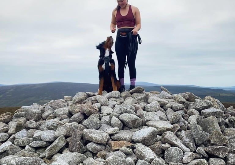 Murphy the Bernedoodle out for a mountain walk while pet sitting him