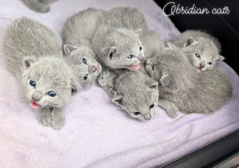 chatons bleu russe Obsidian cats