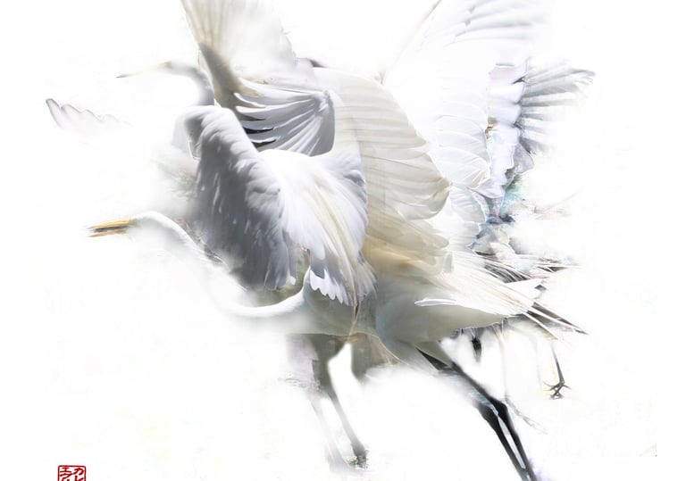 digital photo montage print, collage photography, bird, crane, white