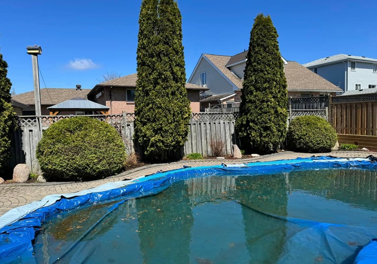tree pruning services in north bay and area