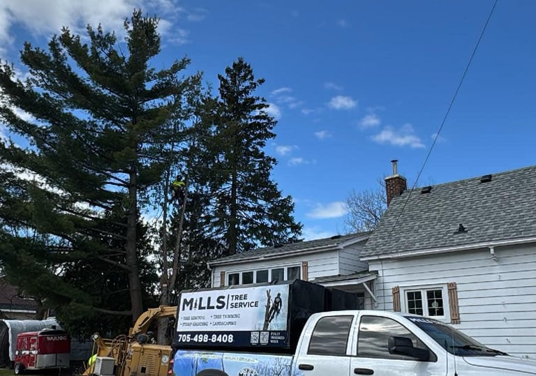 tree removal services from mills tree service in north bay