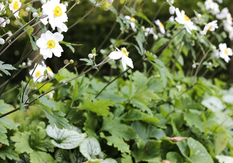 witte anemonen gecombineerde border