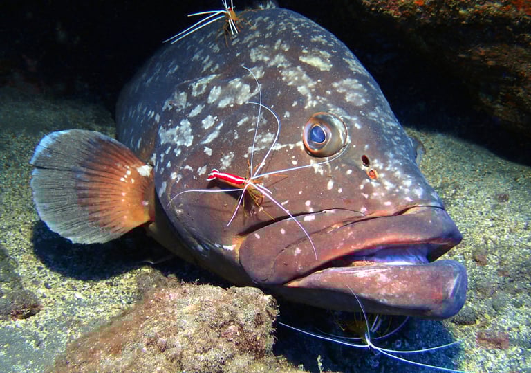 Dusky Grouper at Garajau Dive Reserve