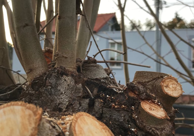 Élagage à Soisy-sur-Seine et aux alentours.