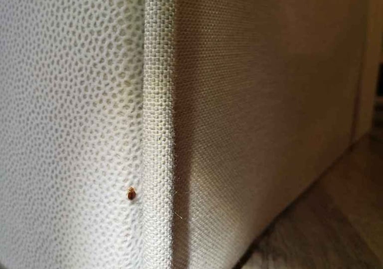 ágyi poloska kedveli a szövetek varrásait