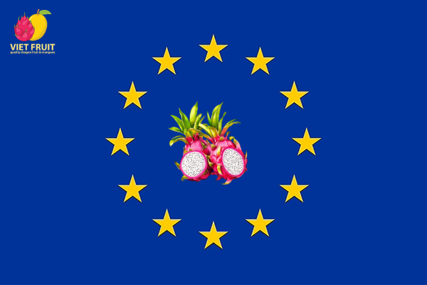 Dragon fruit exported to Europe