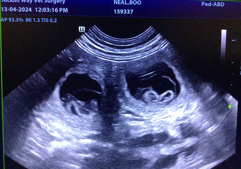 ultrasound puppies