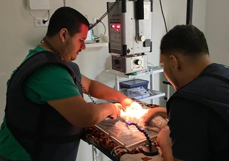 Veterinário em três lagoas