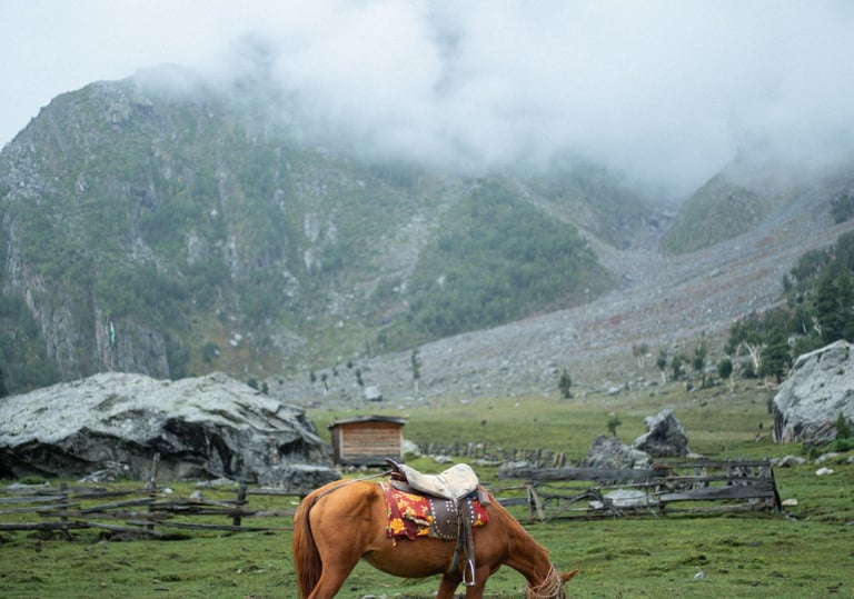 a brown horse grasing in the pasture