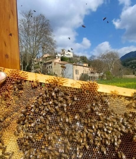 A strong colony is forming