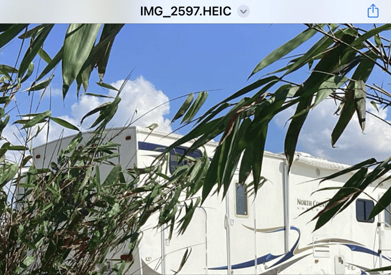 A camper and bamboo branches and leaves