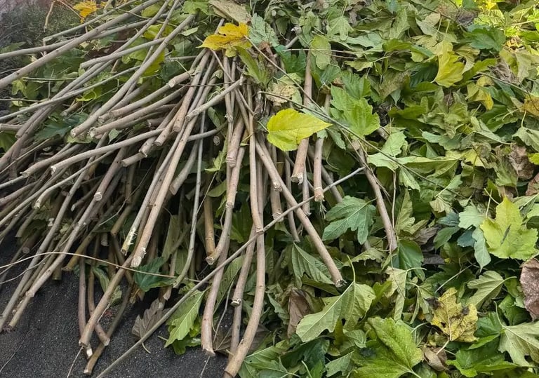 pile of branches and green waste